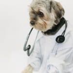 Microchip